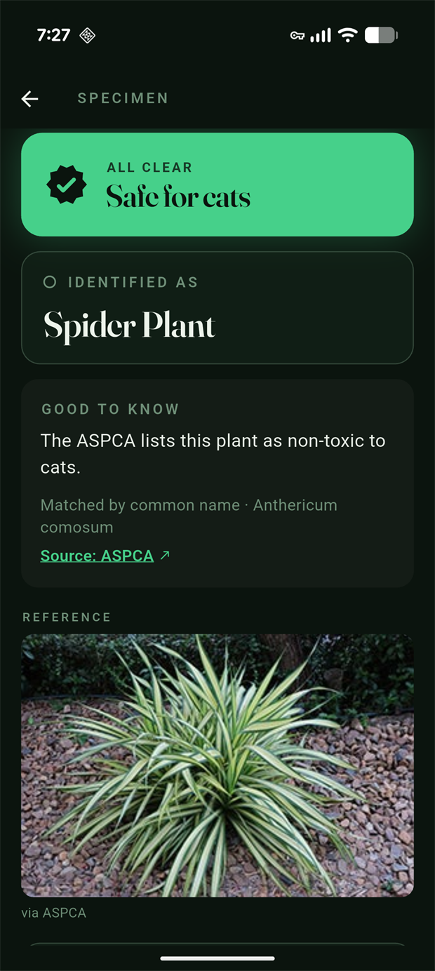 Safe verdict: green ALL CLEAR band for Spider Plant with matched row and reference photo