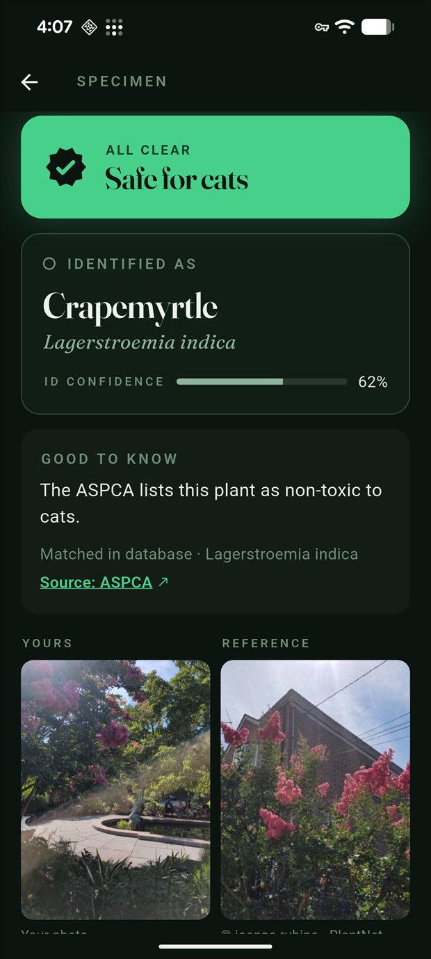 Field scan in the Conservatory Garden: crapemyrtle, ALL CLEAR, user photo beside the reference shot at 62 percent ID confidence