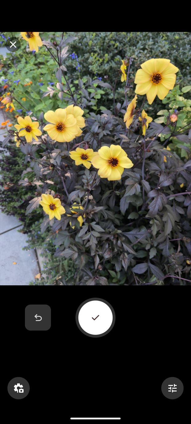 Camera confirm step on a bed of dahlias before the photo is sent for identification