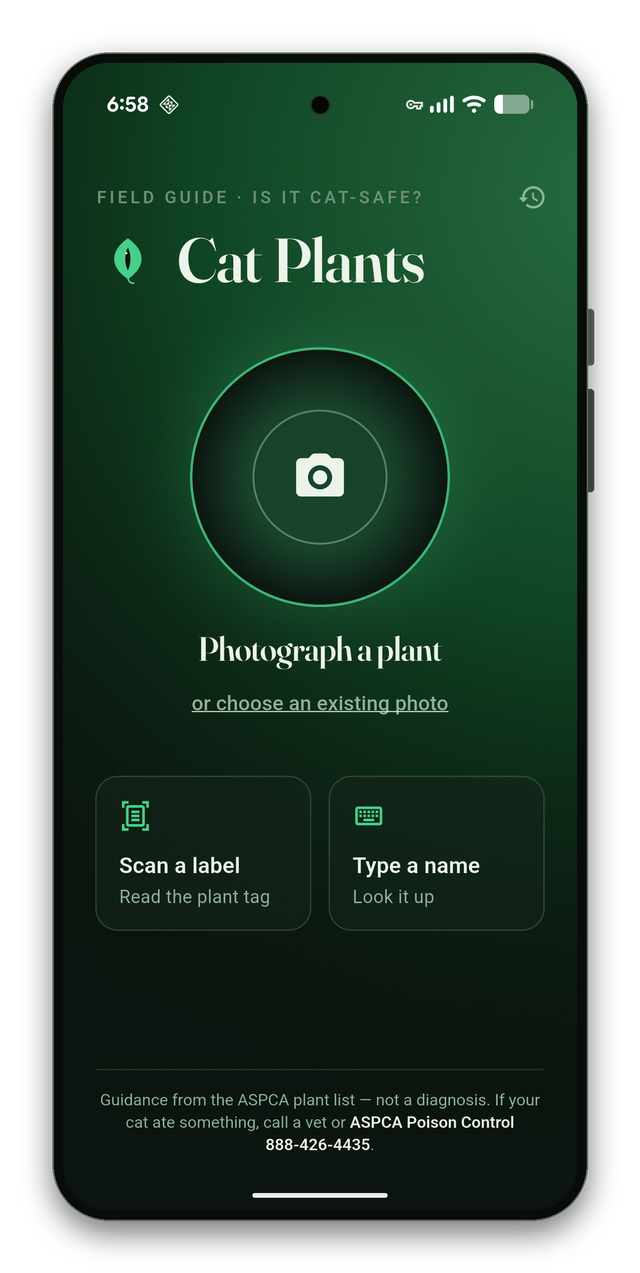 Cat Plants Lens Capture Screen